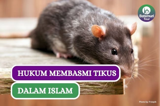 Hati-hati, Ini Dia Hukum dan Etika Membasmi Tikus dalam Islam